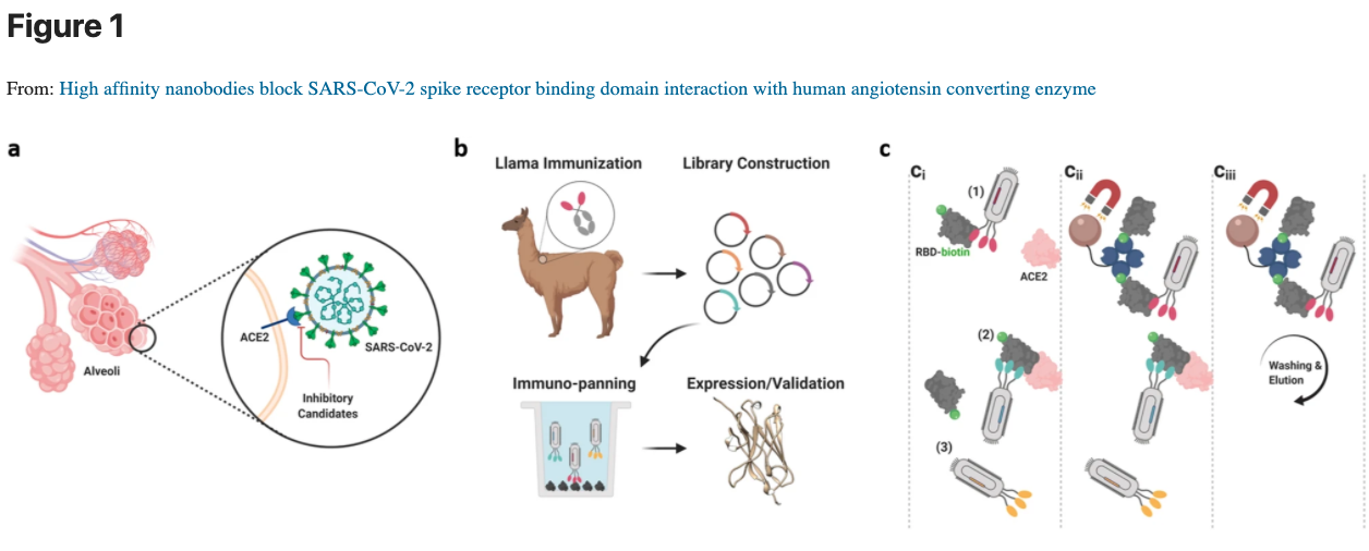 Cormac The Llama's Antibodies May Prevent And Detect COVID-19 | HJF